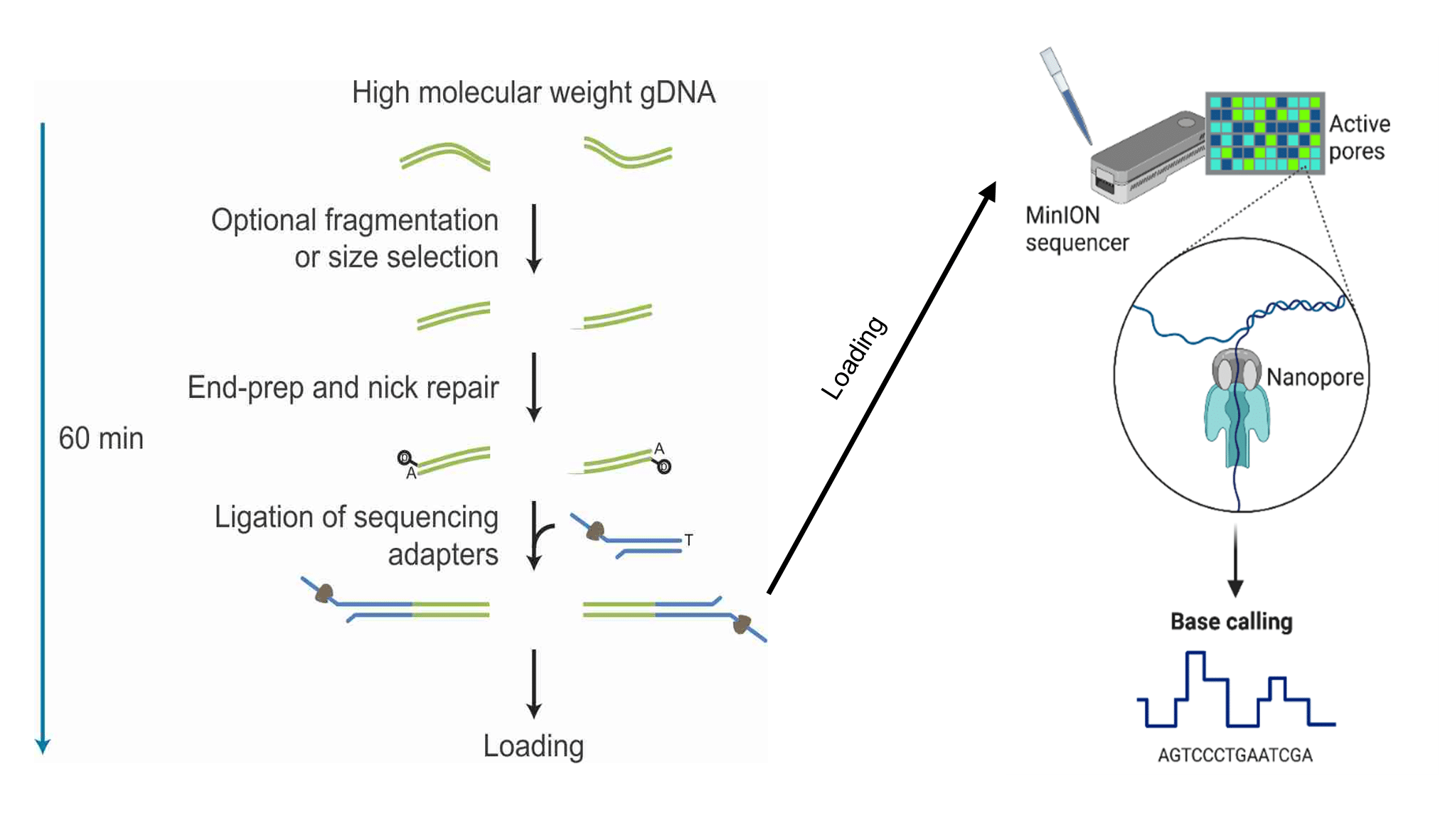 ONT explanation 2 Continuous Long Read Sequencing